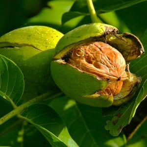May include: A walnut with a textured, light brown shell partially exposed from its thick, vibrant green outer husk. The nut is attached to a green stem surrounded by several broad, smooth green leaves under bright, natural sunlight.