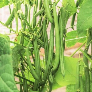 May include: A cluster of fresh green beans hanging from a plant with broad, vibrant green leaves. The long, slender, cylindrical pods are smooth and light green in color, growing in dense bunches among the foliage in a garden setting.