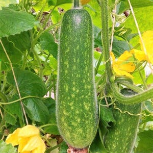 Puede incluir: Un pepino verde largo y cilíndrico con una piel moteada y finas espinas similares a pelos, que cuelga verticalmente de una enredadera rodeada de grandes hojas verdes dentadas y flores amarillas de cinco pétalos en un jardín.