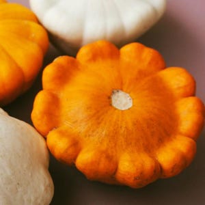 Puede incluir: Un calabacín tipo bonetera de color naranja brillante con borde festoneado y una cicatriz central, colocado junto a dos calabacines blancos. El calabacín naranja presenta una piel lisa y firme con una forma circular y un borde ondulado.