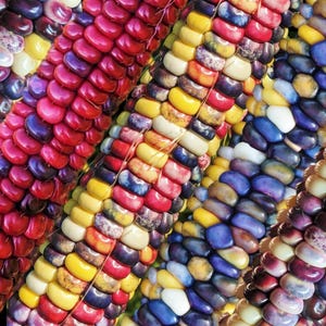 Peut inclure: Une collection d'épis de maïs multicolores présentant des grains dans des teintes vives de rouge, jaune, bleu, violet et blanc. Les grains sont disposés en rangées verticales denses, affichant une texture lisse et brillante sur chaque épi.