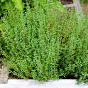 May include: A dense, bushy thyme plant with numerous thin, upright green stems and small, oval-shaped leaves. The herb grows in a cluster, displaying a vibrant green color throughout the foliage, with some stems showing light brown woody bases.