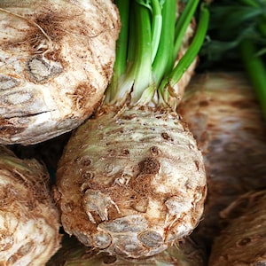 May include: A cluster of celeriac roots featuring rough, light brown, knobby skin with patches of dark brown texture. Each root has a bundle of vibrant green celery stalks emerging from the top, showcasing a contrast between the earthy bulb and fresh stems.