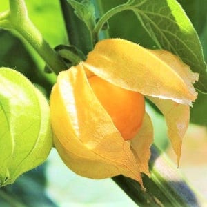 May include: A bright orange physalis fruit partially enclosed in a papery, golden-yellow husk. The fruit is round and smooth, nestled among green stems and leaves, with a second, smaller, light green husk visible to the left of the main fruit.