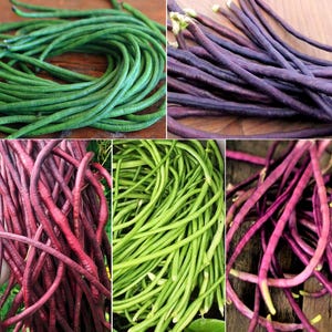 Peut inclure: Un collage de cinq images montrant des haricots kilomètre longs et fins de différentes couleurs. Les haricots se présentent dans des tons de vert vif, de violet profond et de pourpre, avec une texture lisse et des tiges fines et souples.