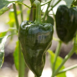 May include: A dark green poblano pepper hanging from a plant stem. The pepper has a glossy, smooth skin with a tapered, heart-like shape and a thick, sturdy green stem attached at the top. Another out-of-focus green pepper is visible nearby.
