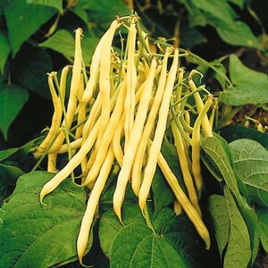 May include: A cluster of bright yellow wax beans hanging from a green plant. The long, slender, and smooth-skinned pods are grouped together, showing their curved shapes and pointed ends, surrounded by broad, dark green leaves on the vine.