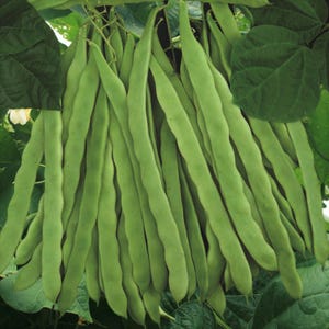 May include: A cluster of long, slender, light green bean pods hanging vertically from a plant. The pods have a smooth, slightly bumpy texture with visible outlines of the seeds inside, surrounded by large, dark green leaves on the vine.