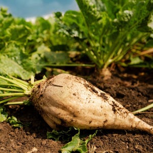 May include: A harvested sugar beet with a pale, off-white, tapered root covered in patches of dark soil, featuring a cluster of green stems and leaves attached at the top, resting directly on the dark, textured earth of a field.