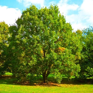 Swamp White Oak Seeds | Bicolor Post Chestnut Bottomland Water Basket Humidity and Water Tolerant Landscaping Seed 2027 Season Free Shipping