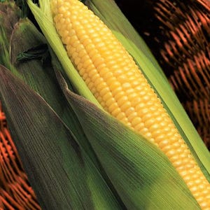 Peut inclure: Un épi de maïs jaune frais avec des grains brillants et charnus disposés en rangées droites. L'épi est partiellement enveloppé dans de longues feuilles vertes texturées aux nuances vert foncé et olive, révélant le légume jaune vif à l'intérieur.