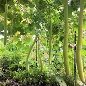 Puede incluir: Varias calabazas alargadas y delgadas de color verde claro cuelgan verticalmente de un enrejado de alambre oscuro. Las calabazas tienen formas cilíndricas lisas y están rodeadas de grandes hojas verdes y zarcillos en un jardín.