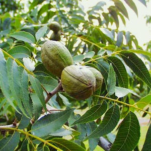 Peut inclure: Un groupe de trois noix de pécan vertes de forme ovale avec des crêtes longitudinales visibles, fixées à une branche brune. Les noix sont entourées de nombreuses feuilles allongées, dentelées et vert foncé partant de la tige centrale.
