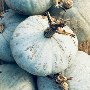 Puede incluir: Un grupo de calabazas de color azul grisáceo pálido con superficies lisas y redondeadas y tallos marrones leñosos prominentes. Las calabazas presentan sutiles nervaduras verticales y marcas texturizadas de color claro en su piel.