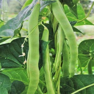 May include: Several long, slender, light green bean pods hang vertically from a plant. The pods have a smooth, firm texture and are attached to thin stems. Large, dark green, heart-shaped leaves surround the pods, creating a dense foliage.