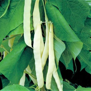May include: A cluster of pale yellow wax beans hanging from a plant with large, vibrant green leaves. The long, slender, smooth-skinned bean pods are attached to thin stems, contrasting against the dense foliage in this garden setting.