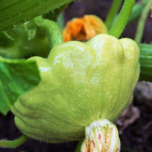 Peut inclure: Une courge pâtisson vert pâle avec un bord festonné et une texture duveteuse, attachée à une tige verte. La courge présente un motif de surface clair et tacheté, située près d'une fleur orange floue et de feuilles vertes dans un jardin.