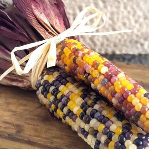 Peut inclure: Deux épis de maïs séché attachés ensemble avec un ruban de raphia beige clair. L'épi supérieur présente des grains dans des tons de jaune, orange et rouge foncé, tandis que l'épi inférieur affiche un motif de grains violet foncé, jaune et crème.