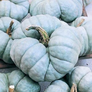 Peut inclure: Une collection de citrouilles bleu pâle avec des crêtes profondes et des tiges ligneuses texturées. Les citrouilles sont rondes et trapues, présentant une peau lisse et mate dans une teinte bleu-gris douce et atténuée.