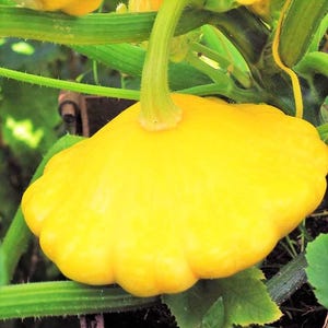 Peut inclure: Une courge pâtisson jaune vif avec un bord festonné et une peau lisse et ferme. La courge est attachée à une tige épaisse, verte et texturée qui s'étend vers le haut dans un réseau de feuilles vert vif et de fines vrilles recourbées.