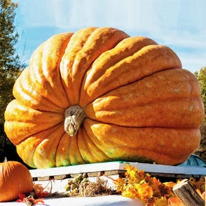 Puede incluir: Una calabaza naranja masiva y redonda con profundas crestas verticales y un tallo leñoso grueso en el centro. La calabaza se asienta sobre una plataforma blanca, con una calabaza naranja más pequeña y hojas de otoño dispersas en primer plano.
