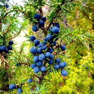 Puede incluir: Una rama de enebro con hojas verdes puntiagudas en forma de aguja y racimos de pequeñas bayas redondas de color azul oscuro. Algunas bayas se encuentran en diversas etapas de maduración, mostrando tonos verde claro, mientras otras están maduras.