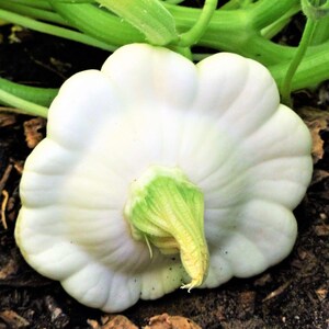 Peut inclure: Une courge pâtisson blanche avec un bord festonné et une tige centrale vert clair. La courge a une peau lisse et ferme et une forme distincte, aplatie, semblable à une soucoupe. Elle est positionnée avec sa tige vers l'avant.
