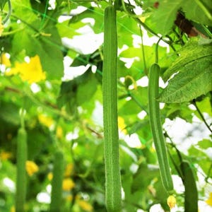 May include: Long, slender, green luffa gourds hanging vertically from a vine. The gourds have a textured, ridged surface and are surrounded by large, vibrant green leaves and small yellow flowers in a natural garden setting.