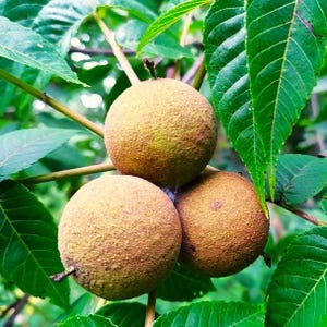 May include: Three round, textured, light brown walnuts with a slightly fuzzy surface are clustered together on a branch. The walnuts are surrounded by several vibrant green, serrated leaves that extend outward from the central fruit cluster.