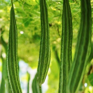 May include: Several long, slender, green luffa gourds hang vertically from a vine. Each gourd features a distinct ribbed texture with alternating light and dark green vertical stripes, tapering slightly toward the bottom ends in a natural garden setting.