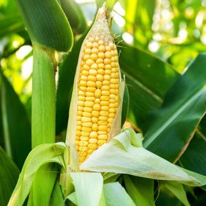 Peut inclure: Un épi de maïs jaune poussant sur une tige, partiellement enveloppé dans des feuilles vert clair. Les grains sont disposés en rangées verticales, révélant une couleur dorée vive. La tige et les feuilles environnantes sont d'un vert vif.