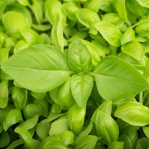 Puede incluir: Un grupo denso de brotes de albahaca de color verde claro vibrante. Cada pequeña planta presenta hojas lisas de forma ovalada con venas visibles, creciendo muy juntas en una capa exuberante y uniforme de follaje fresco.