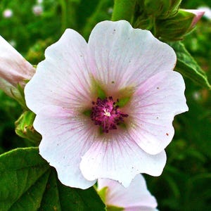 May include: A pale pink mallow flower with five rounded petals featuring delicate darker pink veining. The center of the blossom displays a prominent, deep magenta stamen column surrounded by a light green base, set against green foliage.
