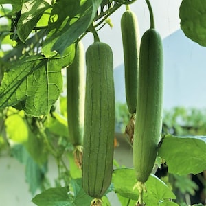 Puede incluir: Varias calabazas luffa verdes, largas y cilíndricas, cuelgan verticalmente de una enredadera frondosa. Las calabazas presentan una textura lisa y ligeramente estriada con una piel verde claro y restos de flores secas en sus puntas.