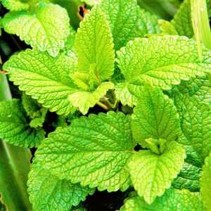 May include: A cluster of vibrant green lemon balm leaves featuring a distinct serrated edge and a textured, veined surface. The foliage is arranged in an overlapping pattern, displaying various shades of bright lime and deep forest green tones.