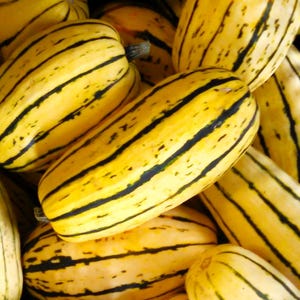 Puede incluir: Una colección de calabazas delicata oblongas con piel de color amarillo pálido con rayas verticales de color verde oscuro y pequeñas motas oscuras. Las calabazas están dispuestas en un grupo, mostrando su forma cilíndrica y textura firme.