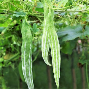 Puede incluir: Tres calabazas serpiente largas y delgadas que cuelgan de una enredadera. Cada vegetal presenta una piel de color verde claro con rayas blancas verticales distintivas a lo largo de la fruta. Tienen una forma cónica y puntiaguda.