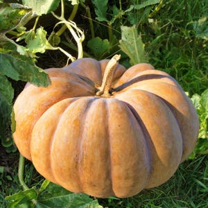Puede incluir: Una calabaza grande y redonda de color naranja claro con profundas crestas verticales y un tallo grueso y leñoso, que descansa sobre el suelo entre hojas verdes y hierba. La calabaza tiene una piel lisa y mate con tonos terrosos.