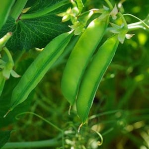 May include: Several bright green pea pods hanging from a vine with large, textured leaves. The pods are smooth, elongated, and plump, showing the natural growth of the plant. Small white flowers and thin, curling tendrils are visible among the stems.