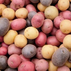May include: A collection of raw potatoes in various colors including shades of red, yellow, and dark purple. The potatoes are round to oval in shape with smooth, thin skins and small indentations, packed closely together in a dense, textured pile.