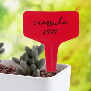 May include: A bright red plant marker with a T-shaped design, featuring the black text "crassula" and the date "4.12.22" printed on the front. The marker is inserted into a white planter containing a small succulent plant in dark soil.