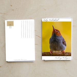 Cartão postal fotográfico de Ashy Tailorbird | Vida selvagem | Presente para amantes de pássaros | Vida selvagem de Bornéu | Coleção