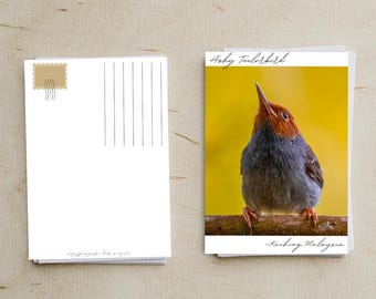 Ashy Tailorbird Photo Postcard | Wildlife | Gift for Bird Lovers | Borneo Wildlife | Collection