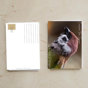 Sparrow Photo Postcard Bundle of 3 | Birds of Kuching | A6 Postcards | Gift for Bird Lovers | Wildlife of Borneo