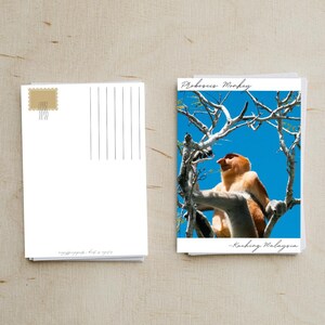 postale photo de singe de Proboscis | Faune sauvage | Cadeau pour les amoureux de la nature | Malaisie | Bornéo | Collection d'animaux en voie de disparition