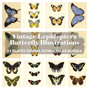 Vintage Schmetterling Illustration – Lepidoptera Insekt Illustration – Antike Entomologie Karte – Druckbare Natur Wandkunst – Digital Download