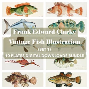 Vintage Fish Illustration Digital Download – Frank Edward Clarke Ichthyology Art Print, Antique Marine Biology Wall Art, Printable Poster