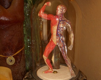 Skeletal Muscle Man Anatomy Lamp in Glass Dome