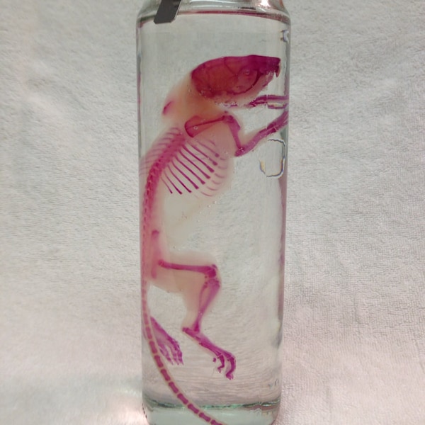 Adult Diaphonized Rat Specimen in Glass Jar Taxidermy Mature