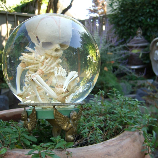 Human Fetal Skeleton in Glass Womb